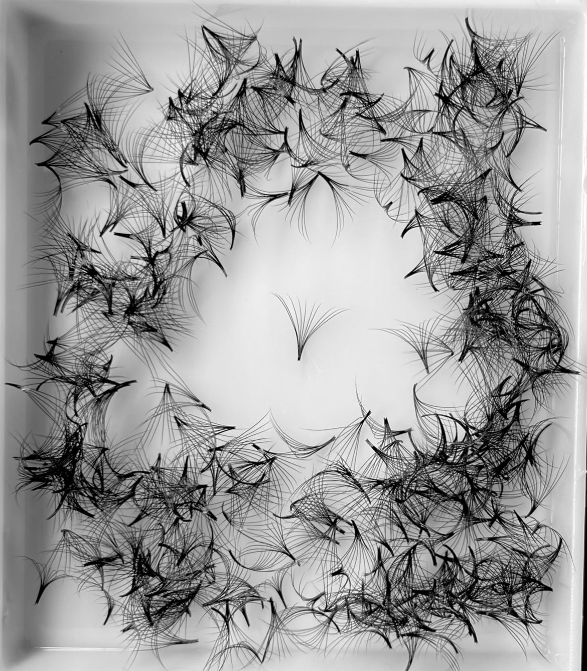 10D 0.05 C curl Premade Fans