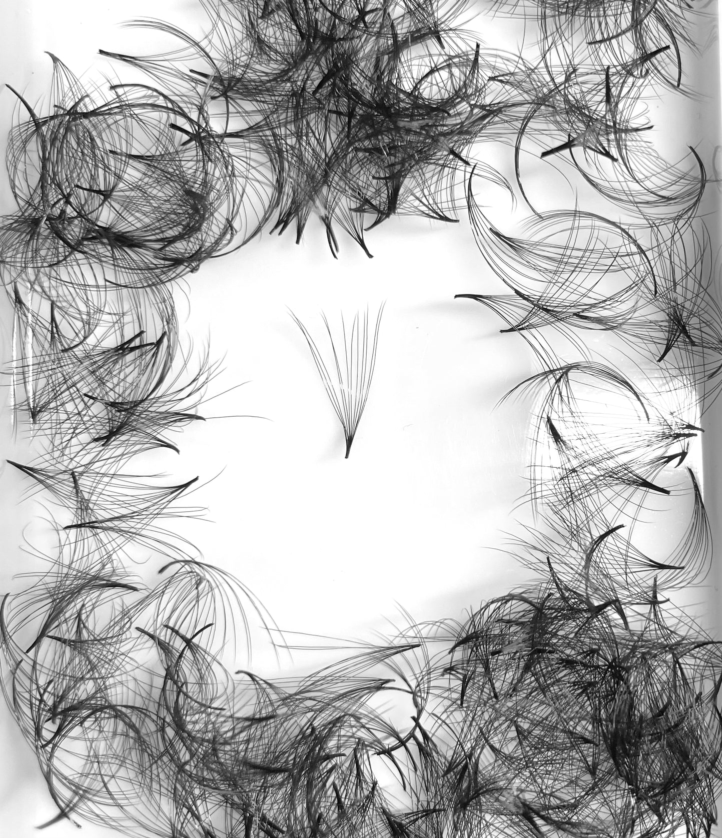 12D 0.03 CC curl Premade Fans